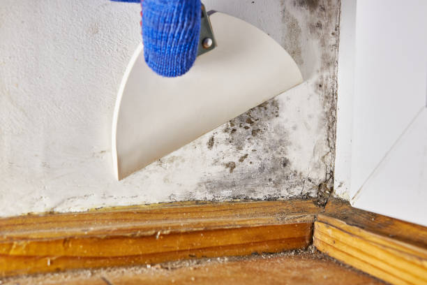 Best Biohazard Mold Removal  in Seaville, NJ