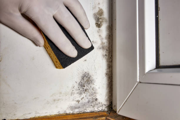 Best Mold Removal for HVAC Installations  in Seaville, NJ